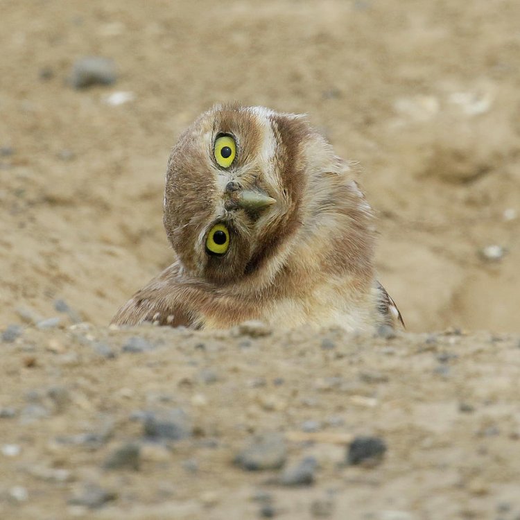 burrowing-owl-tilted-head-steve-mckinzie.jpg